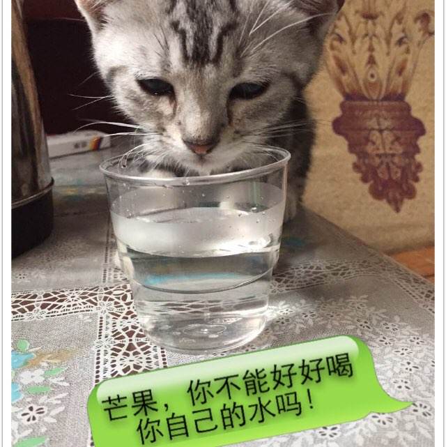 圣马太大学学士证书